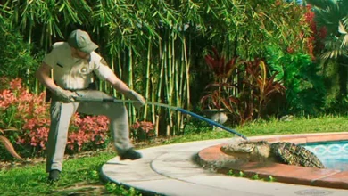 aligator gta 6